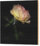 Yellow And Pink Rose On Black #1 Wood Print