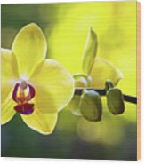 Yellow Orchid Flower #1 Wood Print