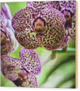 Spotted Orchid Flowers #10 Wood Print