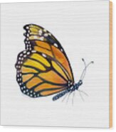 103 Perched Monarch Butterfly Wood Print