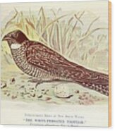 Beautiful Vintage Bird #1065 Wood Print