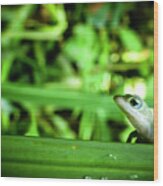 Hawaii Gecko Photography 20150713-788 Wood Print