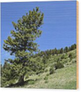 Colorado Landscape Photography 20160610-116 Wood Print