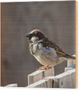 House Sparrow On A Fence #17 Wood Print