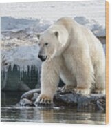 Adult Male Polar Bear At The Ice Edge In Svalbard #2 Wood Print