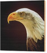 Bald Eagle #2 Wood Print