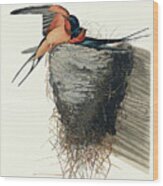 Barn Swallow #2 Wood Print