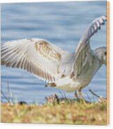 Black-headed Gull, Chroicocephalus Ridibundus, On The Ground #2 Wood Print