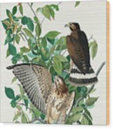 Broad-winged Hawk #2 Wood Print