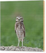 Burrowing Owl #2 Wood Print