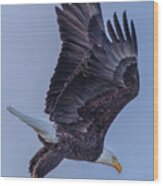 Eagle Portrait Wood Print