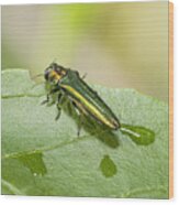 Emerald Ash Borer (agrilus Planipennis), Feeding On Ash Leaves In Tree Top #2 Wood Print