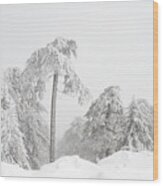 Forest Landscape In Snowy Mountains. Snowstorm And Frozen Snow Covered Fir Trees In Winter Season. #1 Wood Print