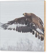 Golden Eagle In Winter #2 Wood Print