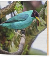 Green Honeycreeper Entreaguas Ibague Tolima Colombia #2 Wood Print