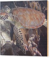 Green Sea Turtle 31 #2 Wood Print