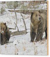 Grizzly Sow And Cub #2 Wood Print