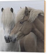 Icelandic Horses Wood Print