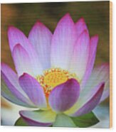 Lotus Flower #2 Wood Print