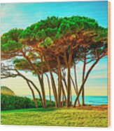 Maritime Pine Tree Group Near Sea And Beach. Baratti, Tuscany. #2 Wood Print