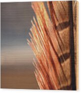 Pheasant Feather #2 Wood Print