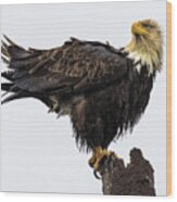 Soggy Eagle #2 Wood Print