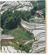 The Terraced Fields At Spring Time #2 Wood Print