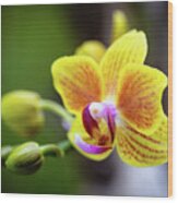 Yellow Orchid Flowers #2 Wood Print