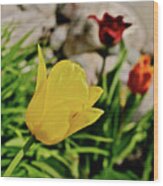 2020 Acewood Tulips By The Water 1 Wood Print