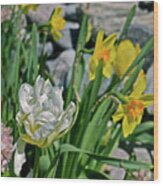 2020 Acewood Tulips, Hyacinth And Daffodils Wood Print
