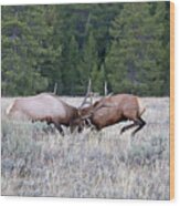 2020 Bull Elk Wood Print