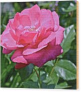 2020 Mid June Garden Rose Wood Print