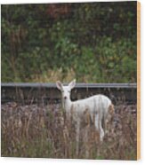 White Deer #23 Wood Print