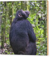 Adult Chimpanzee, Pan Troglodytes, In The Tropical Rainforest Of #3 Wood Print