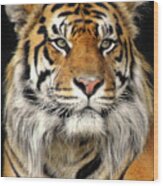 Bengal Tiger  #3 Wood Print