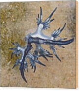 Blue Dragon, Glaucus Atlanticus, Blue Sea Slug #3 Wood Print