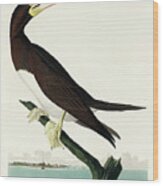 Booby Gannet #3 Wood Print