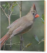 Female Cardinal #3 Wood Print