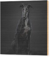 Galgo Espanol #3 Wood Print