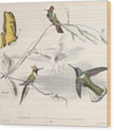 Hummingbirds #3 Wood Print