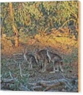 3 Kangaroos, Canberra, Austrlalia Wood Print