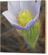 Pasque Flower #3 Wood Print