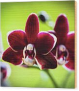 Red Orchid Flower #3 Wood Print