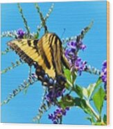 Tiger Swallowtail #5 Wood Print