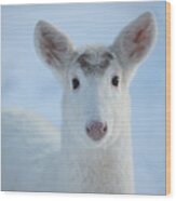 White Deer #31 Wood Print