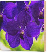 Purple Orchid Flowers #34 Wood Print