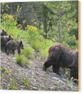 4 Cubs With Mama Grizzly Bear #399 Wood Print