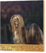 Lhasa Apso In Full Coat Wood Print