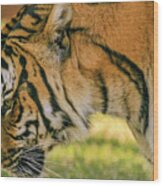 Royal Bengal Tiger #7 Wood Print