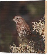 Song Sparrow #4 Wood Print